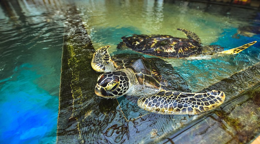Turtle Hatchery